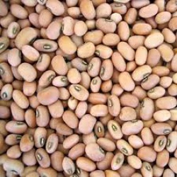 Flat Lentils (Kidney Beans)