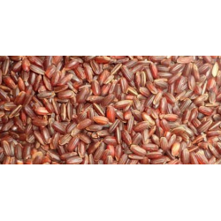 Pisini_Rice